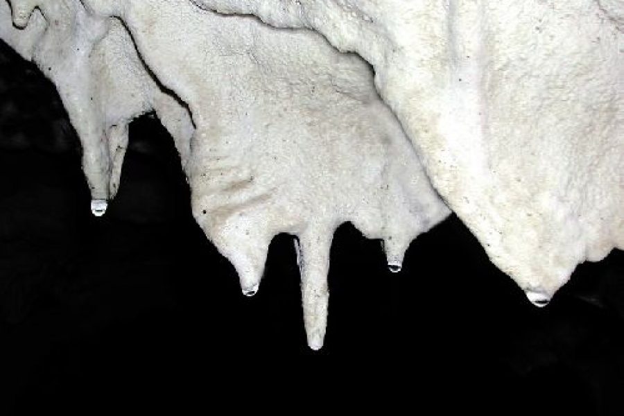 Grotte de la Cavaille: Goi Paleolitoaren lehen garaietako marrazkiak